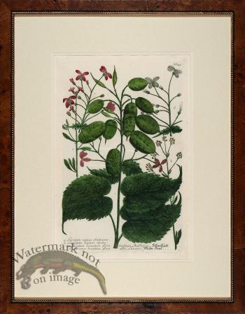 Weinmann Burl with Gold DM 08